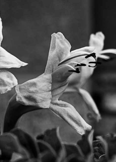 Honeysuckle Flowers Bn W Photography Art | Spry Gallery