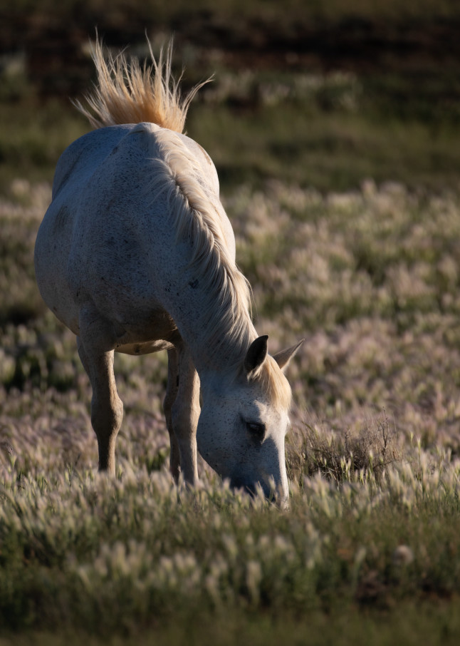 Arabian Looking Mare Circled In Back Light Art | URSUS NATURE PHOTOGRAPHY