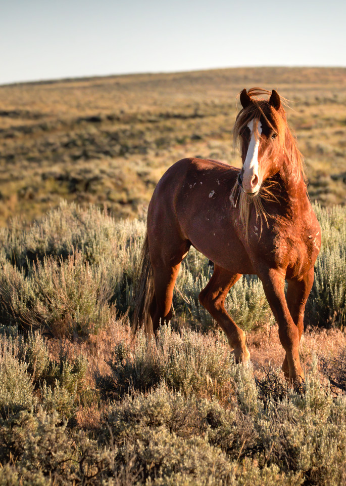 Tattered Torn And Magnificent Chestnut Stallion Square Crop Art | URSUS NATURE PHOTOGRAPHY