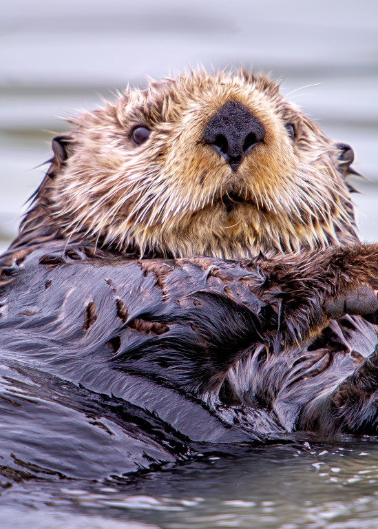 Sea Otter Photography Art | Carol Brooks Parker Fine Art Photography