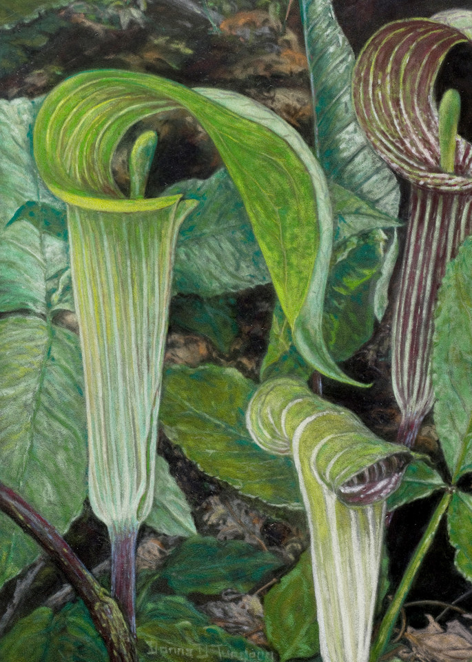 Jack-in-the-Pulpit (Arisema triphyllum), painting and prints by Donna Turgeon