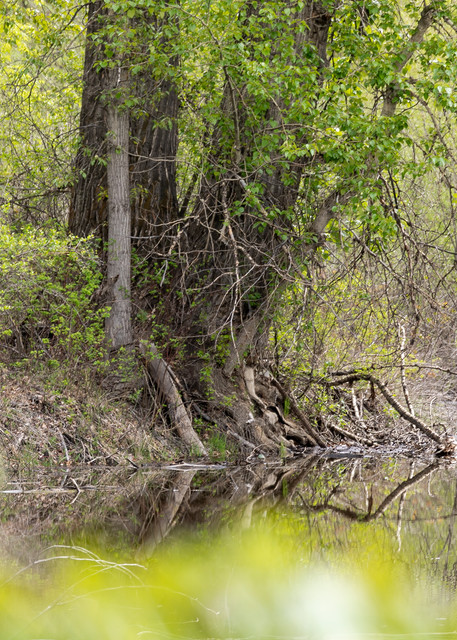 Cottonwood Trees in Spring | Terrill Bodner Photographic Art
