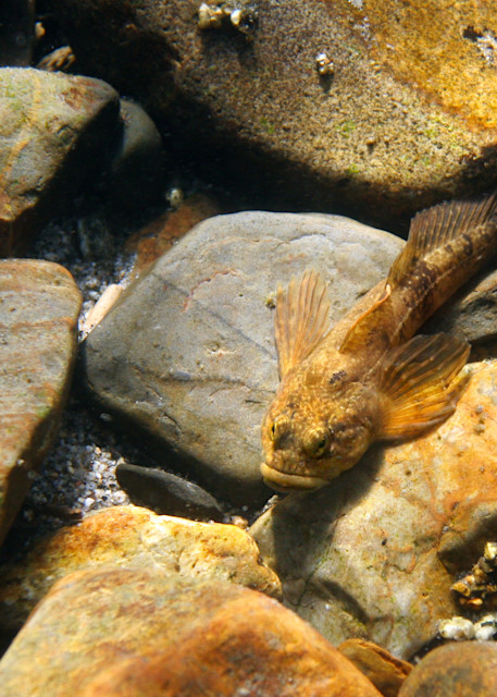 River Sculpin  # 8347 Photography Art | Mary Edwards Photography