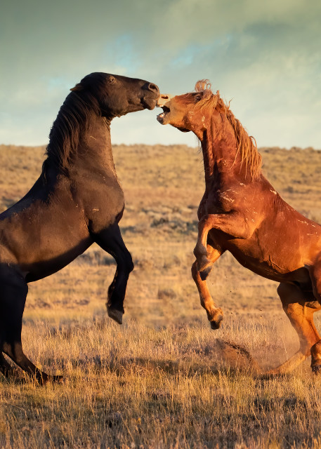 Chestnut and Black Stallion Spar just after sunrise on a Wyoming morning