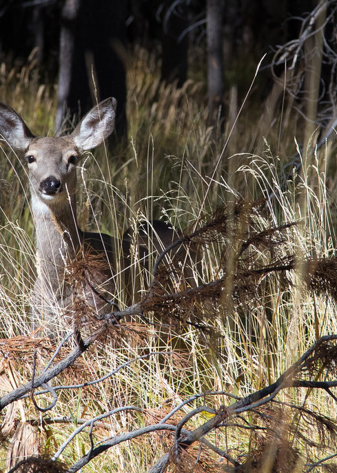  Peekaboo Deer Art | Leiken Photography
