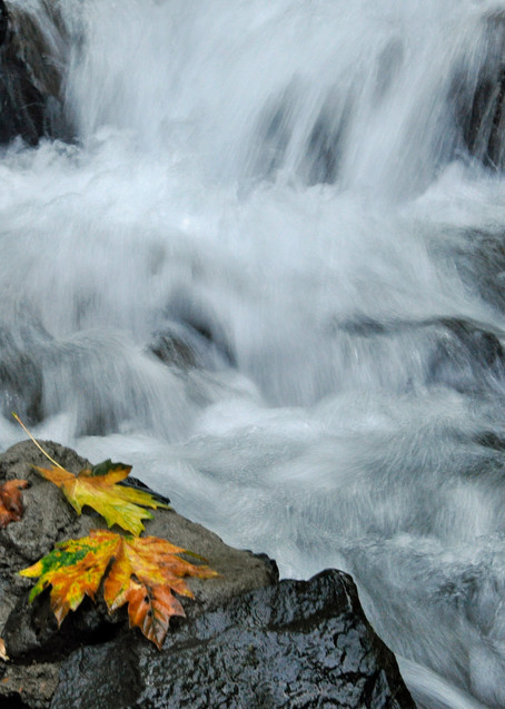 Fall Flow Art | Lynne Medsker Art & Photography, LLC