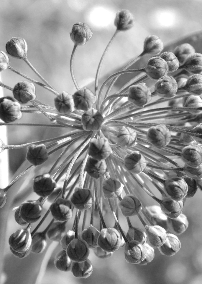 Milkweed Prebloom Art | Lynne Medsker Art & Photography, LLC