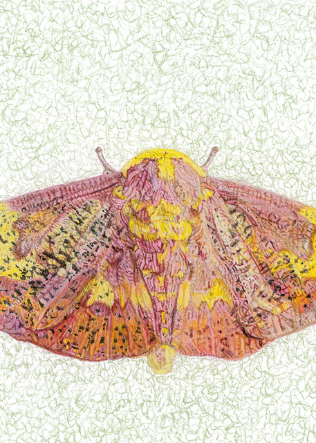 Imperial Moth Art | Digital Arts Studio / Fine Art Marketplace
