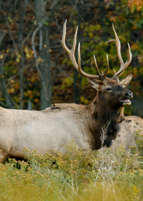  Bull Elk Mg 1807 Photography Art | White Deer Photography 