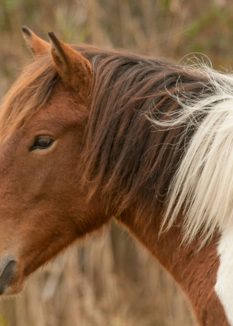 Chincoteague Pony Photography Art | White Deer Photography 