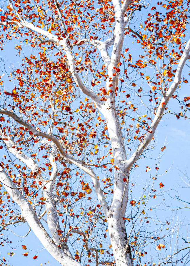 Sycamore Tree  Photography Art | White Deer Photography 