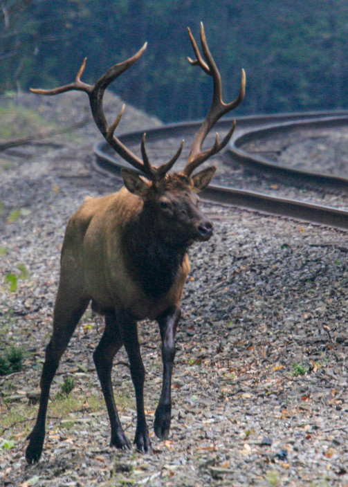 Bull Elk And Tracks Photography Art | White Deer Photography 
