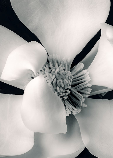 Magnolia Flower Print Black and White
