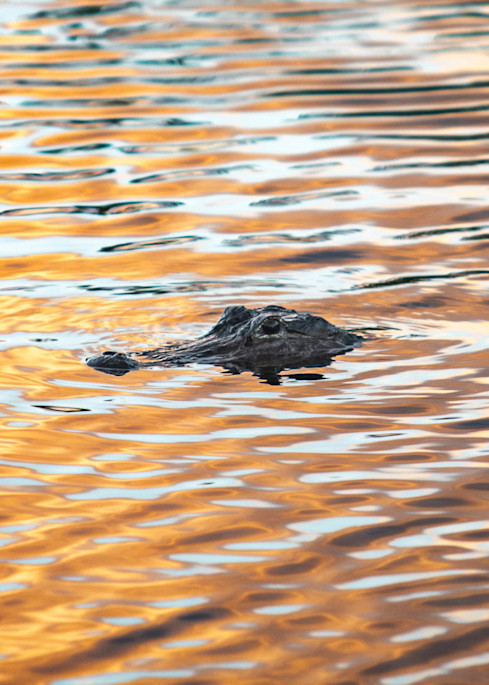 Evening Gator  Photography Art | lawrencemansell
