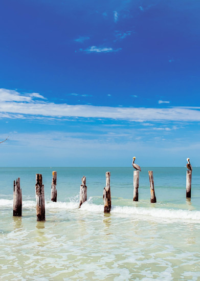 Pelican Gathering Art | Emerald Coast Art