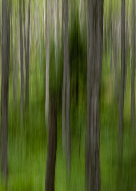 Abstract blur of birch trees.