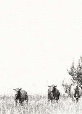 Mama Heifer is in Control, the Grazing in the Pasture in Charcoal Print