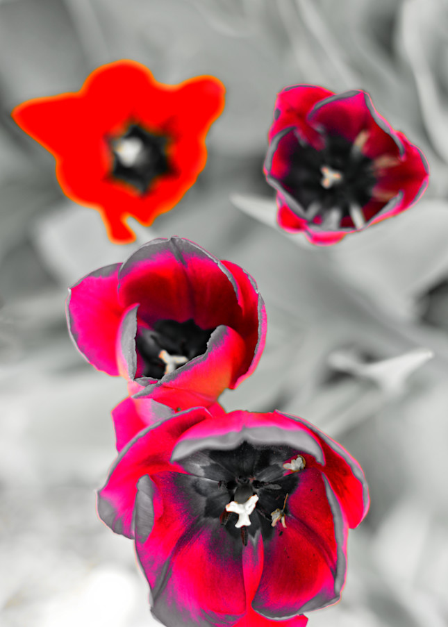 Tulip Alien Photography Art | KAT MILLER-PHOTO ARTIST