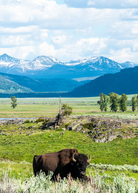 American Bison In Lamar Valley, Yellowstone National Park Photography Art | Christopher Scott Photography