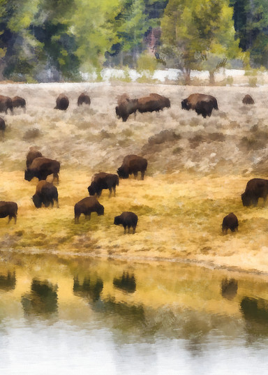 Bison at Indian Pond
