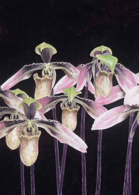 Orchids   Prints Art | Mercedes Fine Art