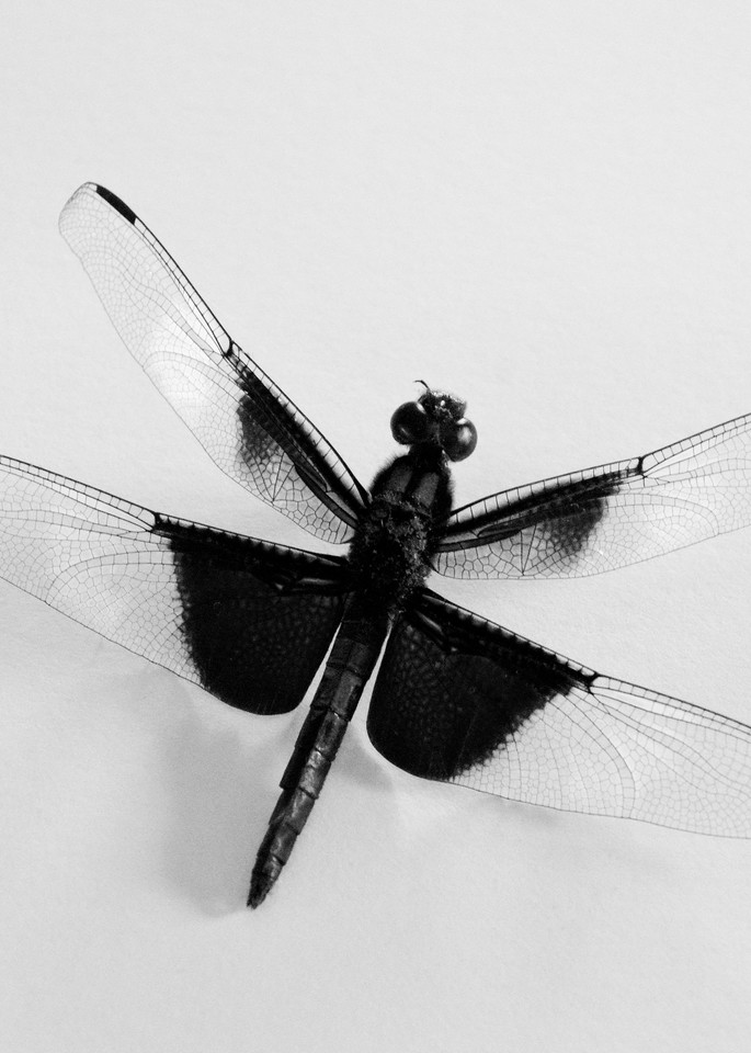 Dragonfly B&W Art | Lynne Medsker Art & Photography, LLC