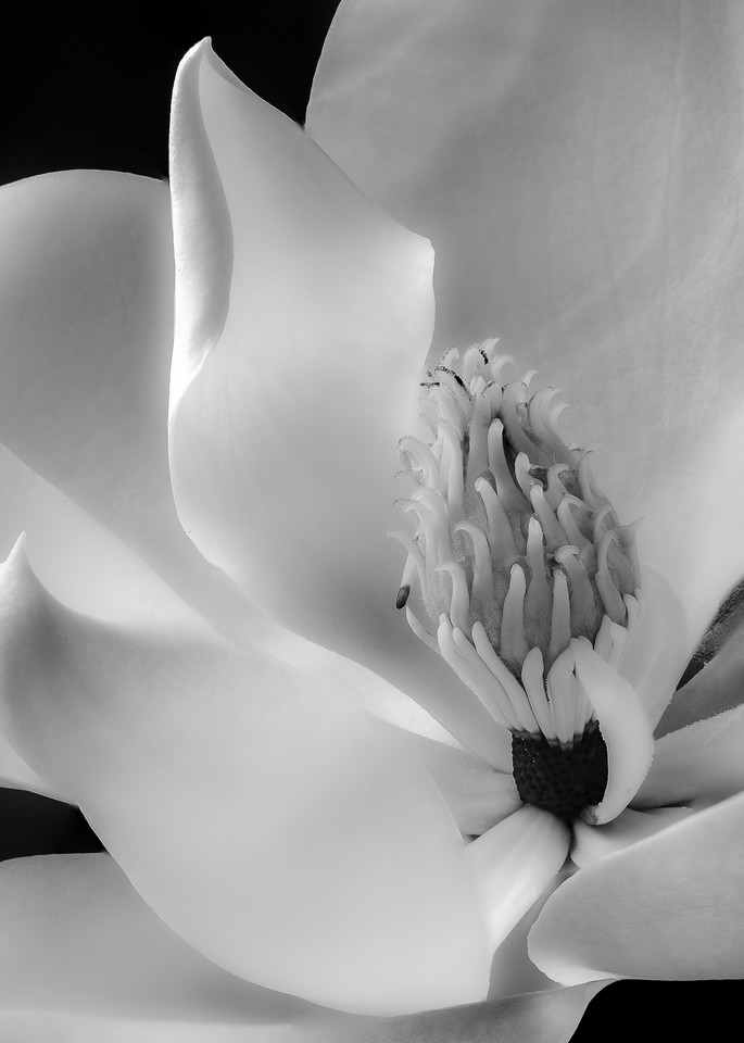 Magnolia Flower Close-up
