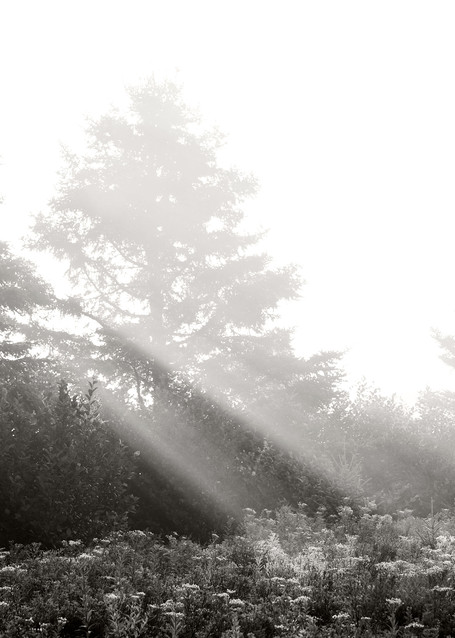 Morning Light On Maine Meadow Photography Art | Roman Coia Photographer