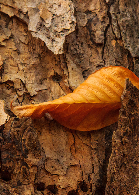 Leaf In Bark Photography Art | Nelson Rudiak Photography 