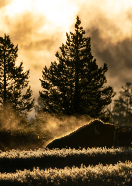 American Bison In Golden Morning Light Photography Art | Christopher Scott Photography