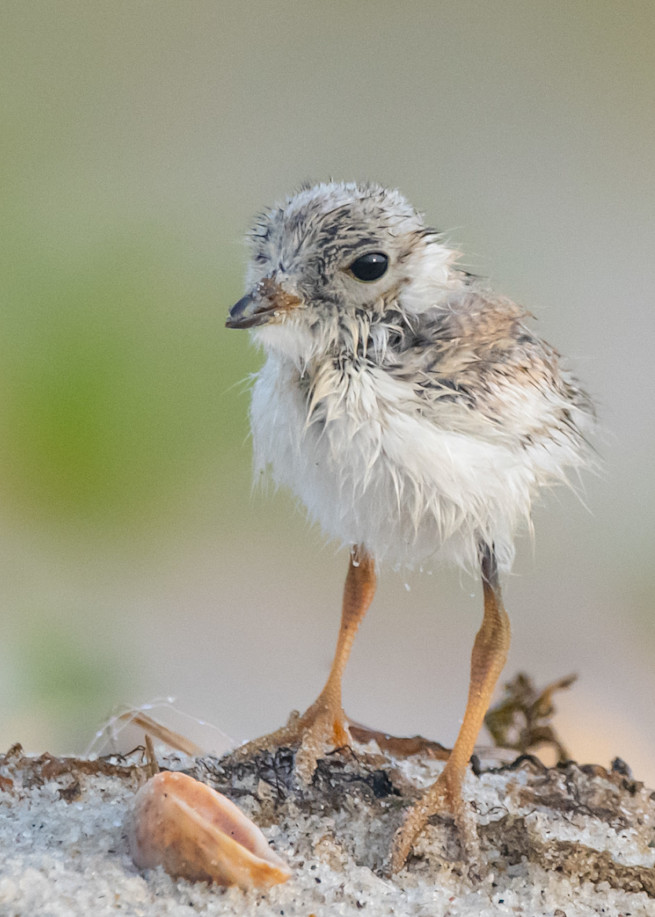 Piping Plover Chick Art | Sarah E. Devlin Photography