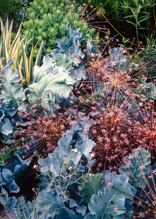 Allium Schubertii stand above cabbage leaves.