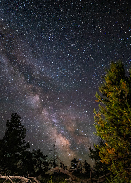 Milky Way Over Trees In Craters Of Moon National Monument Photography Art | Christopher Scott Photography