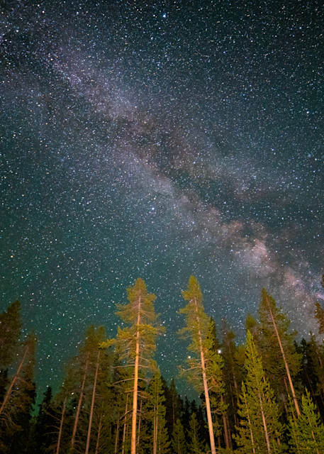 Milk Way Galaxy Over Trees In Yellowstone National Park Photography Art | Christopher Scott Photography