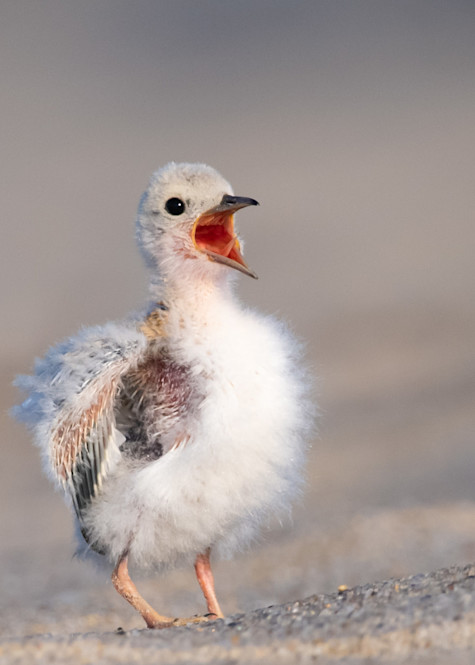 Least Tern Chick Calling Out Art | Sarah E. Devlin Photography