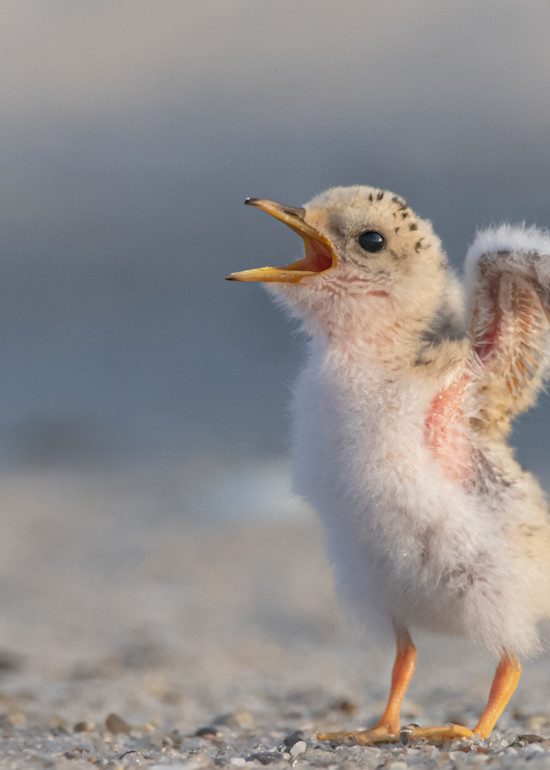 Least Tern Chick Art | Sarah E. Devlin Photography