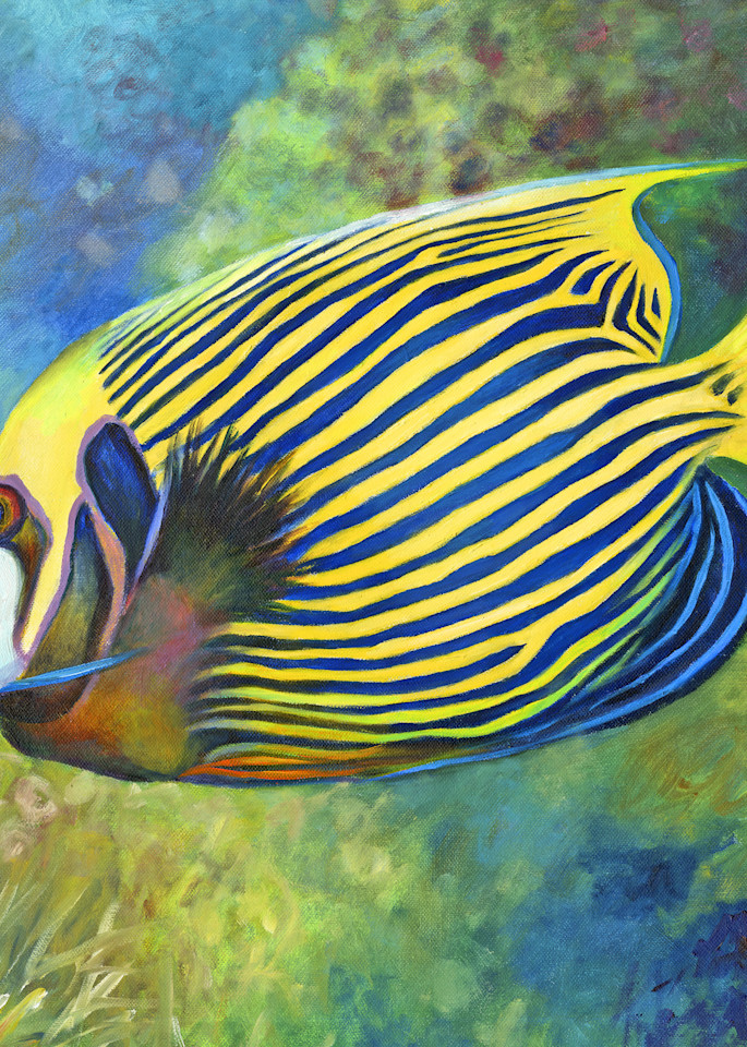 Emperor Angelfish Art | Nancy Tilles