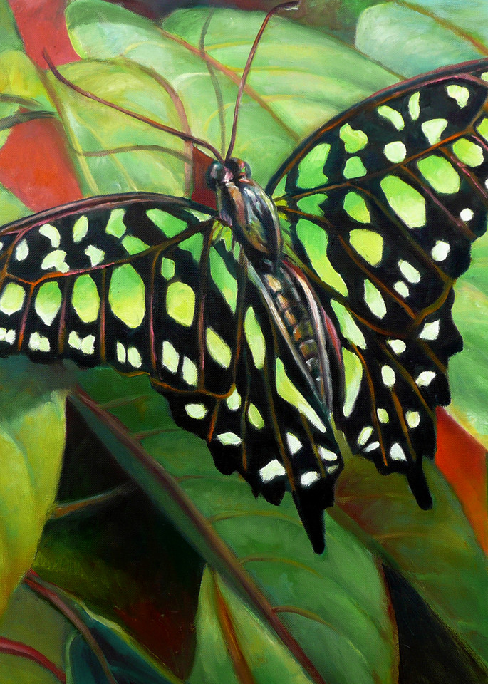 Green Tailed Jay Butterfly Art | Nancy Tilles