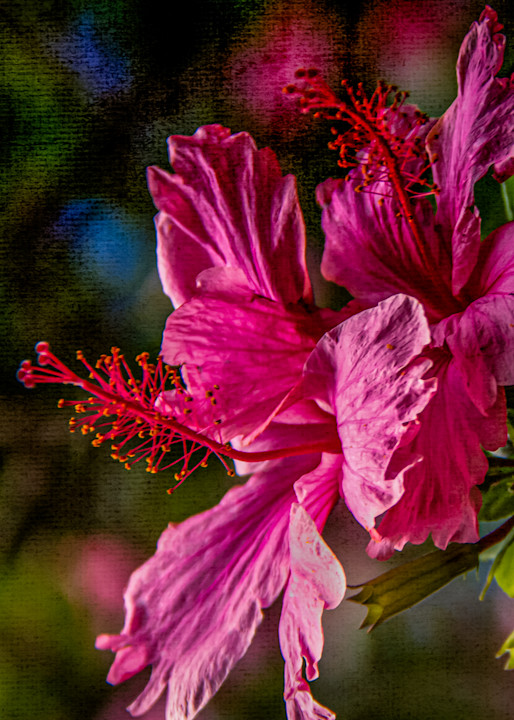Hot Pink Hibiscus Photography Art | martinalpert.com