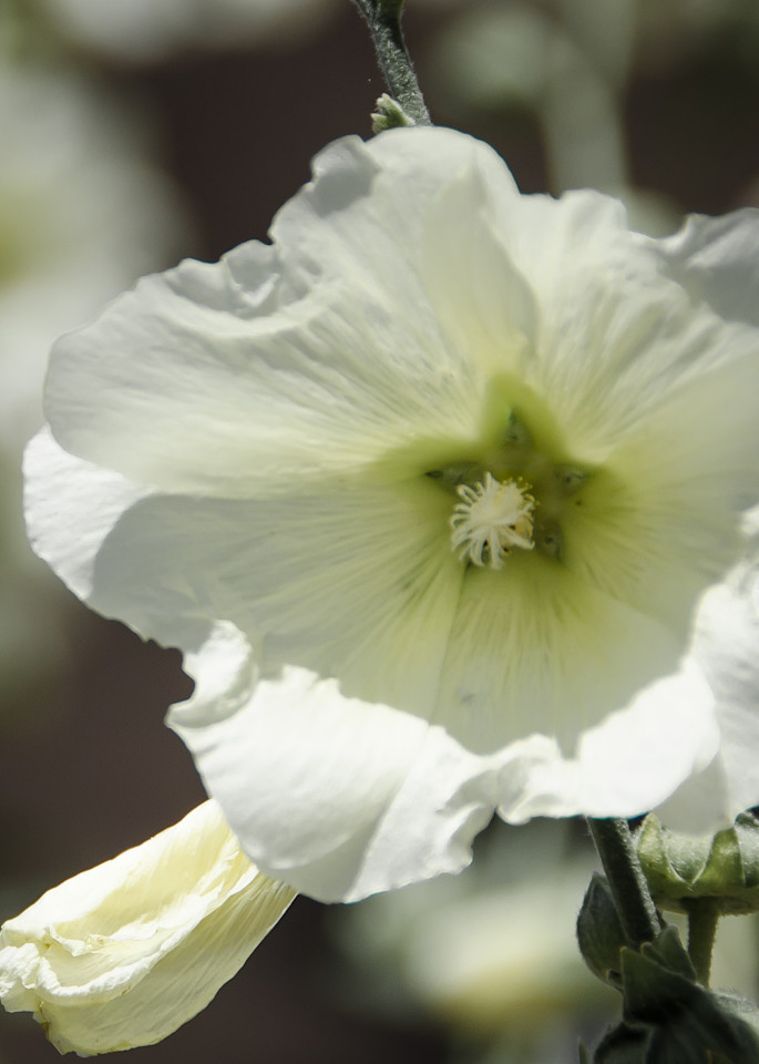 White Hibiscus Photography Art | martinalpert.com