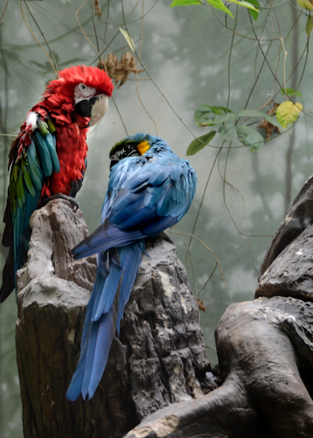 Amazon Parrots Photography Art | martinalpert.com