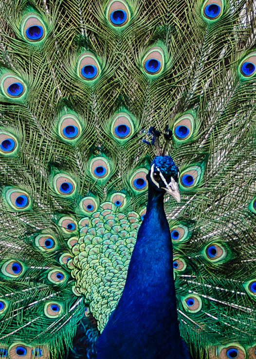 Peacock Photography Art | martinalpert.com
