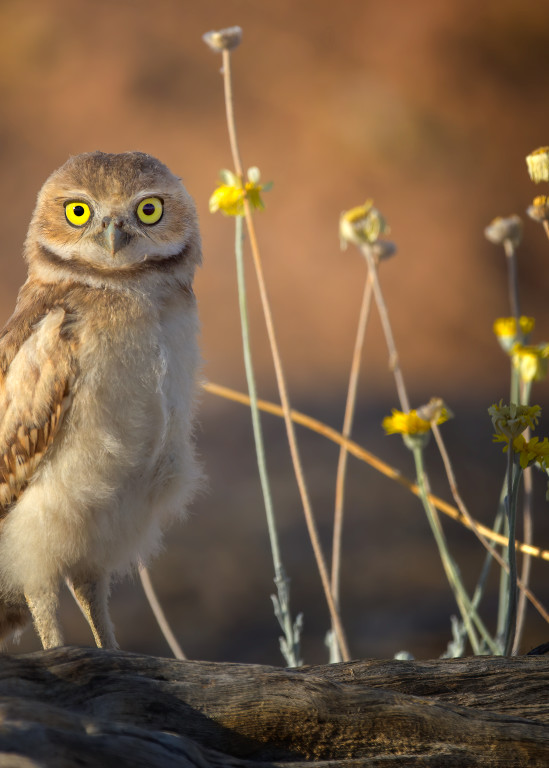 A fledgling burrowing owl poses for his portrait