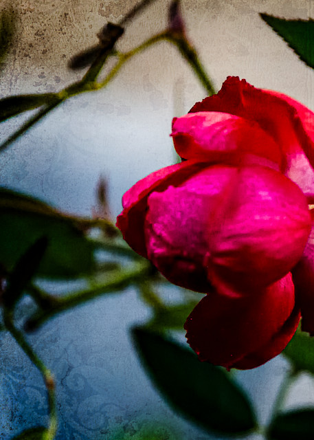 Red Rose Photography Art | martinalpert.com