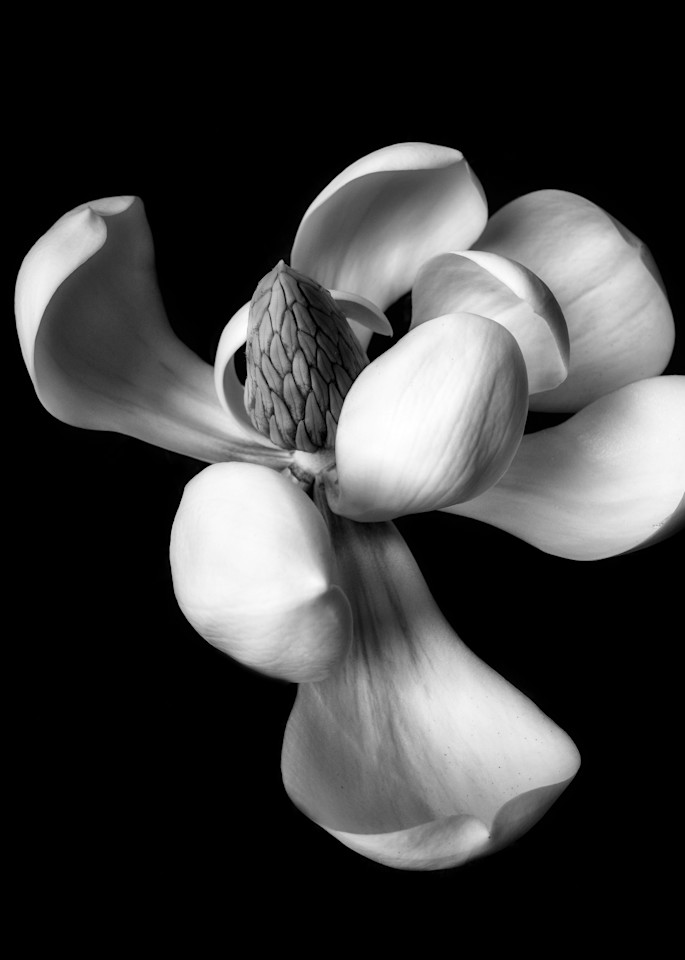 Monochrome Magnolia Photography Art | CSY Photography
