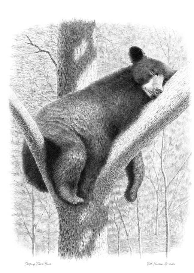 Pencil drawing of a Sleeping Black Bear by Bill Harrah