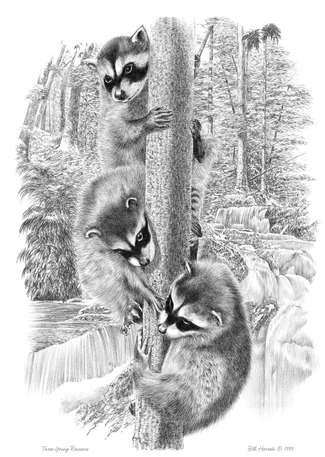 Three Young Raccoons drawing by Bill Harrah, Wolf Run Studio