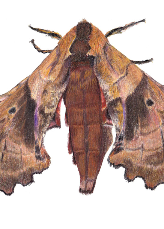 Blind Eyed Sphinx Moth, Paonias Excaecatus Art | Gossamer Lane Fine Art