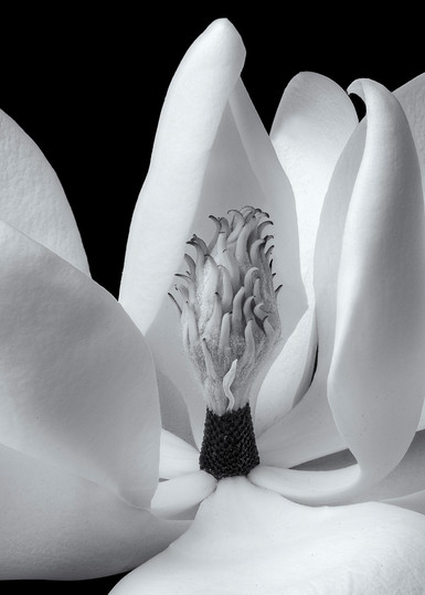 Magnolia Open Flower