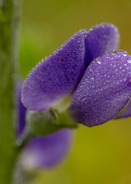 Purple Wiildflower Waterdrops 5691  Photography Art | Koral Martin Healthcare Art